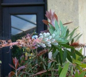 2 Isle of Wight Vines4